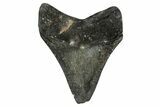 Bargain, , Fossil Megalodon Tooth - Georgia #338800-1